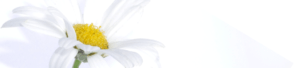 Daisy to illustrate poem
